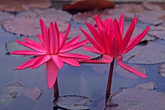 Nymphaea hybrid,water lily,water,moods
