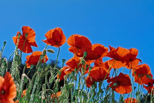 Poppies near St-Remy