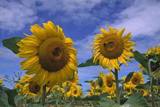 Sunflower field,Helianthus annuus
