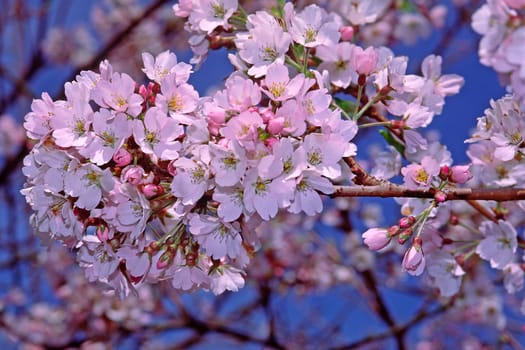Prunus x yedoensis,Tokyo cherry,cherry blossoms,moods