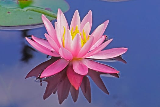 Nymphaea hybrid,water lily,water reflection,moods