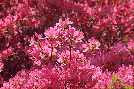 Rhododendron,moods