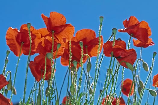 Poppies near St-Remy