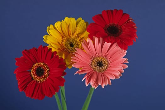 Gerberas,moods