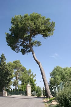 pine
