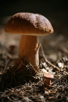 Boletus edulis