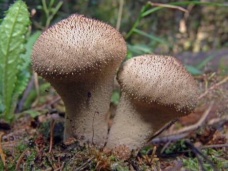 Puffball