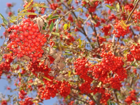 Rowan berries