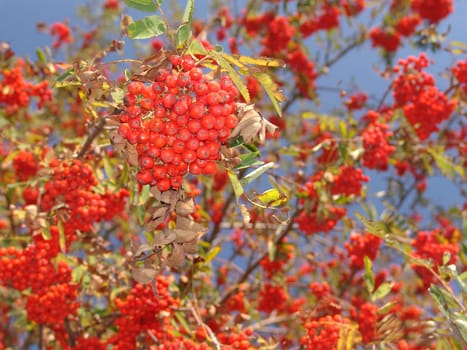 Rowan berries