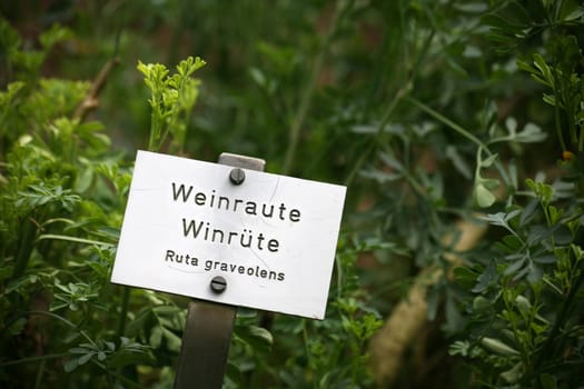 Rue in an old kitchen garden