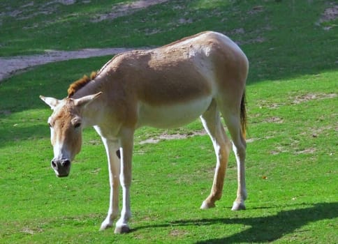 Turkmen onager