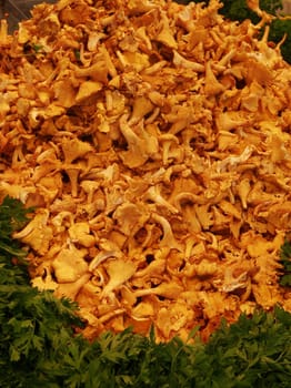 Chanterelles