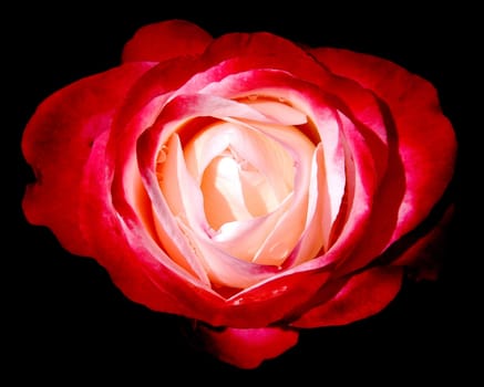 rose without hip without rosehip
