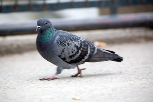 Dove