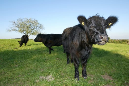 Black beef