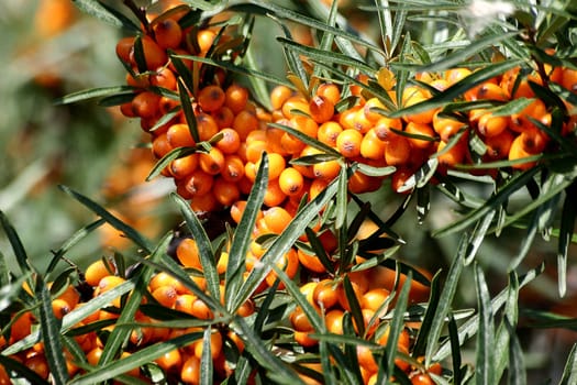 Sea buckthorn (Hippophae rhamnoides) syn. beach thorn,willow thorn  Class: Dicotyledones Family: Willow family (Elaeagnaceae)