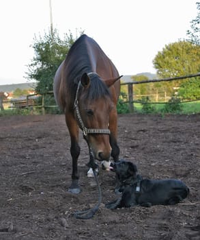 Luca clearly shows Goli what she thinks of his instructions :-)