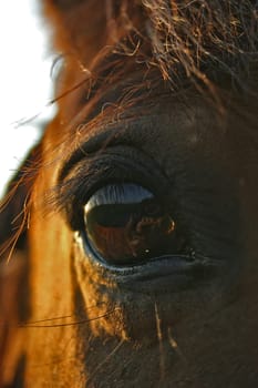 Andalusian Goliath up close