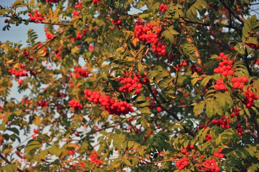 Autumn