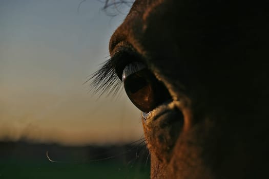 Andalusian Goliath even closer -)