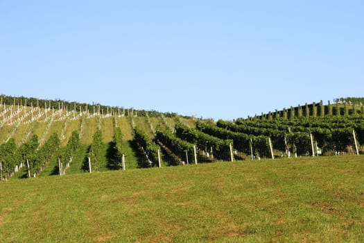 Viticulture 1