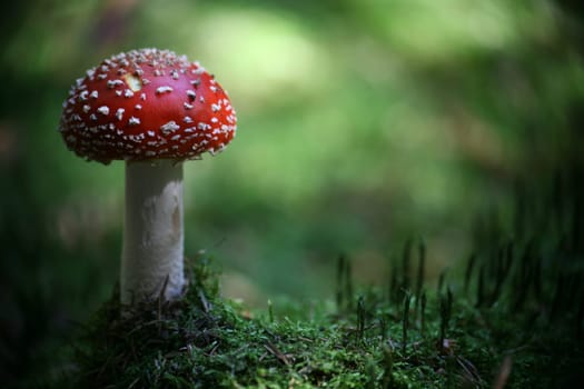 Beautiful,but poisonous