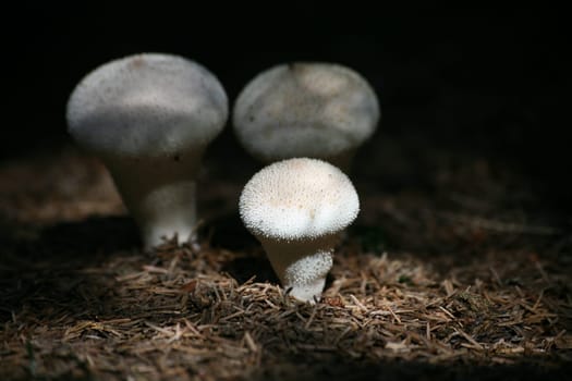 Lycoperdon perlatum