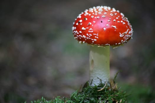 Beautiful,but poisonous