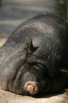 These pigs are mainly kept as pets in Vietnam