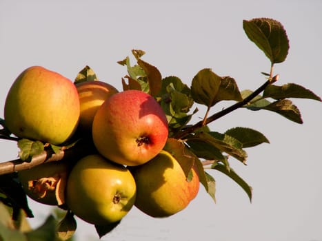Apple branch