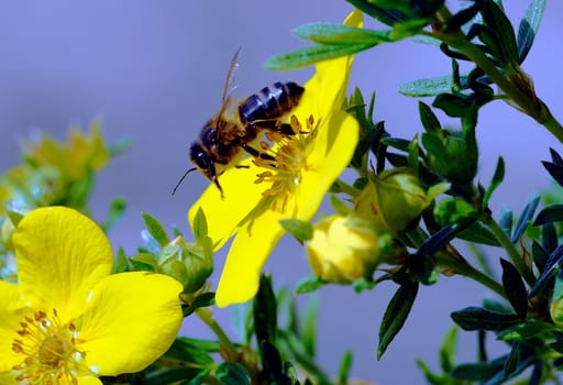 At the first photo shoot with the new macro
