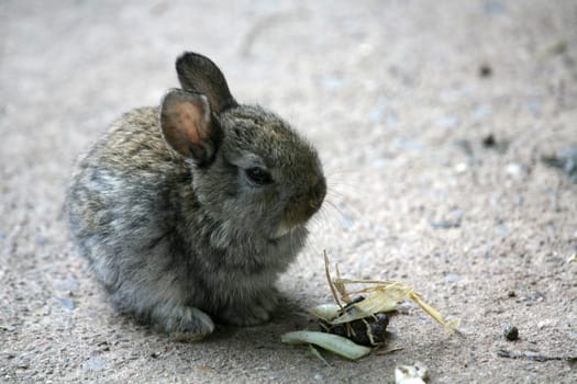 Young dwarf rabbit (no,NOT a plush toy - real!)