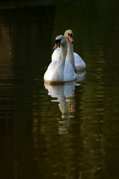 Pair of swans