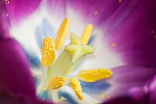 Tulip blossom