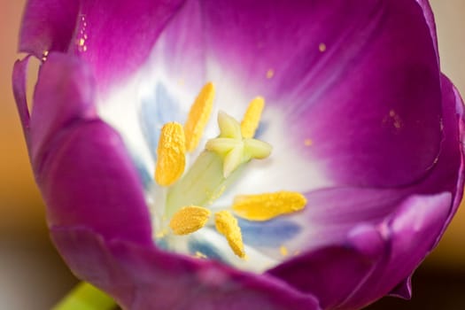 Tulip blossom