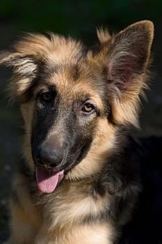 I still have to practice the one with the second ear :-)