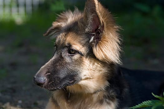 German Shepherd Portrait