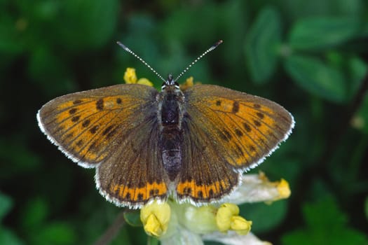 Lycaena hippothoe,Palaeochrysophanus hippothoe,Lesser sorrel butterfly,Female