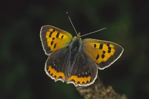 Lycaena phlaeas,Lesser Fire Butterfly