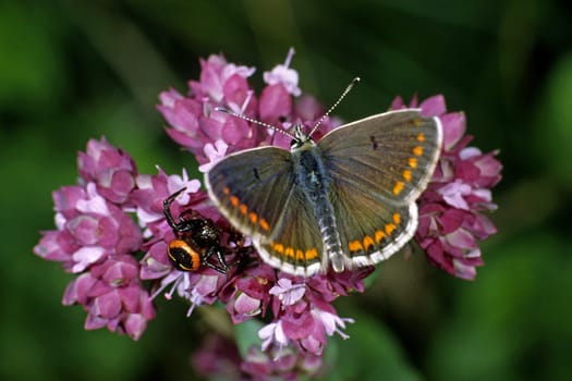 Aricia agestis with crab spider,Dark brown blue