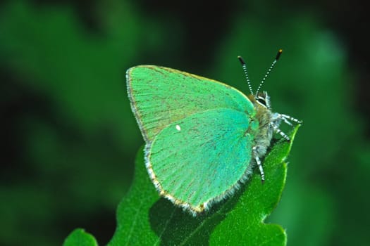 Callophrys rubi,Blackberry Spotted Butterfly