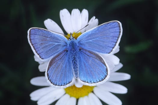 Polyommatus dorylas,Plebicula dorylas,Sweet clover blue,Sweet clover blue,Male