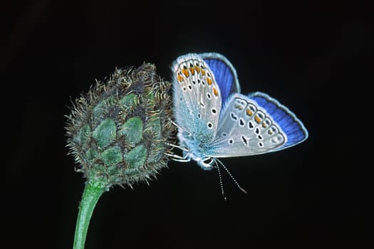 Polyommatus icarus,Male