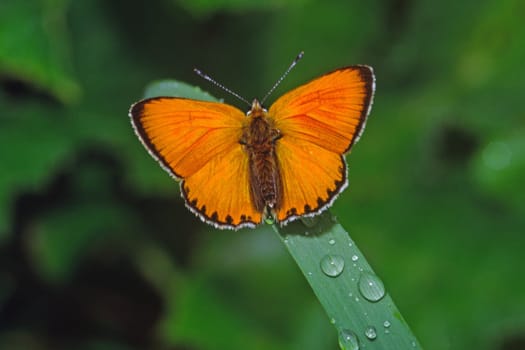 Heodes virgaurea,Ducat Butterfly