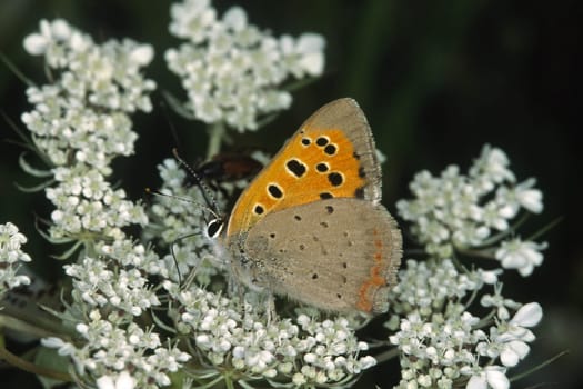 Lycaena phlaeas,Lesser Fire Butterfly