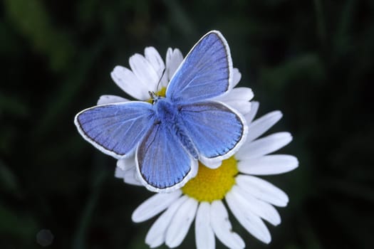 Polyommatus dorylas,Plebicula dorylas,Sweet clover blue,Sweet clover blue,Male