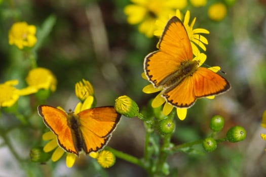 Lycaena virgaurea (Heodes virgaurea) Butterfly