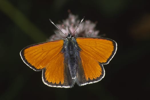Lycaena hippothoe,Palaeochrysophanus hippothoe,Lesser sorrel butterfly,Male