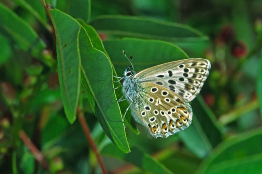 Polyommatus hispana