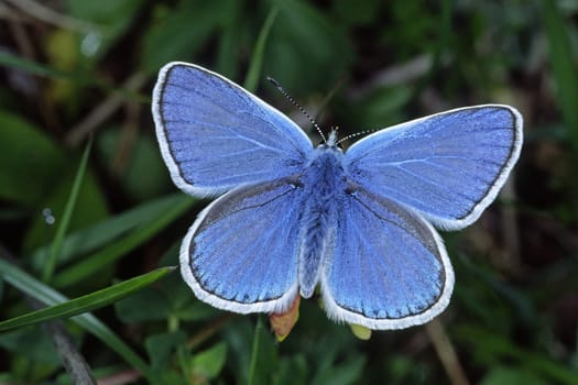 Polyommatus dorylas,Plebicula dorylas,Sweet clover blue,Sweet clover blue,Male